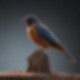 Various types of bird perches displayed for comparison