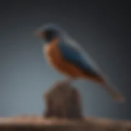 Various types of bird perches displayed for comparison