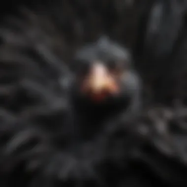 Close-up of a Black Australorp chick showcasing its feathers