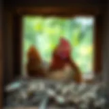 Hen in Nesting Box A hen exhibiting broody behavior in a nesting box