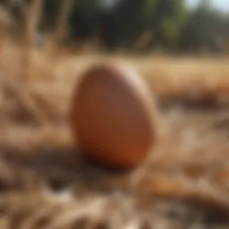 Close-up of a brown egg nestled in straw