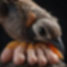 Close-up of a bird's foot displaying symptoms of bumblefoot