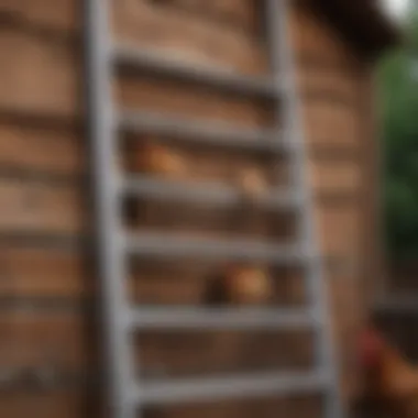 Chicken Coop Ladder Design A well-constructed chicken coop ladder with multiple rungs leading to a roost.