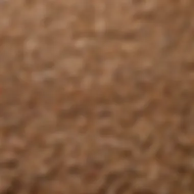 Close-up of assorted grains and seeds used in chicken scratch feed