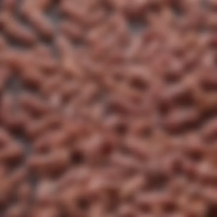 Close-up of clostridium perfringens bacteria under a microscope