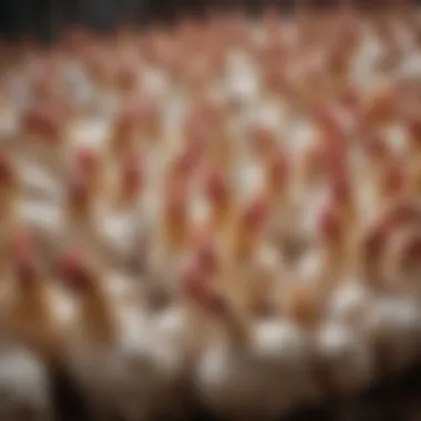 Impacts of Overcrowding on Poultry Health Overcrowded coop illustrating negative impact on health and productivity