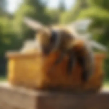 Detailed Financial Considerations for Beekeeping Financial breakdown of beekeeping expenses
