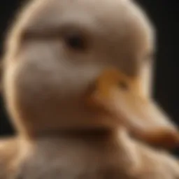 Detailed illustration of duck vent anatomy highlighting its structure and function