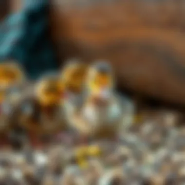 Feeding techniques for ducklings
