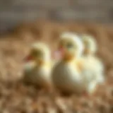 Nutritional components of duckling grower feed