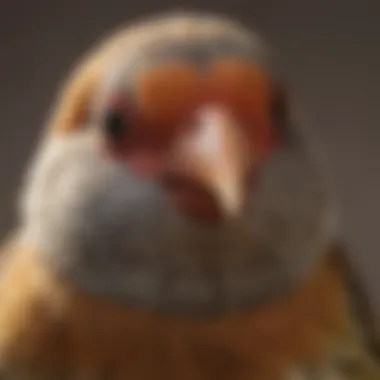Close-up of a finch showcasing its unique beak structure