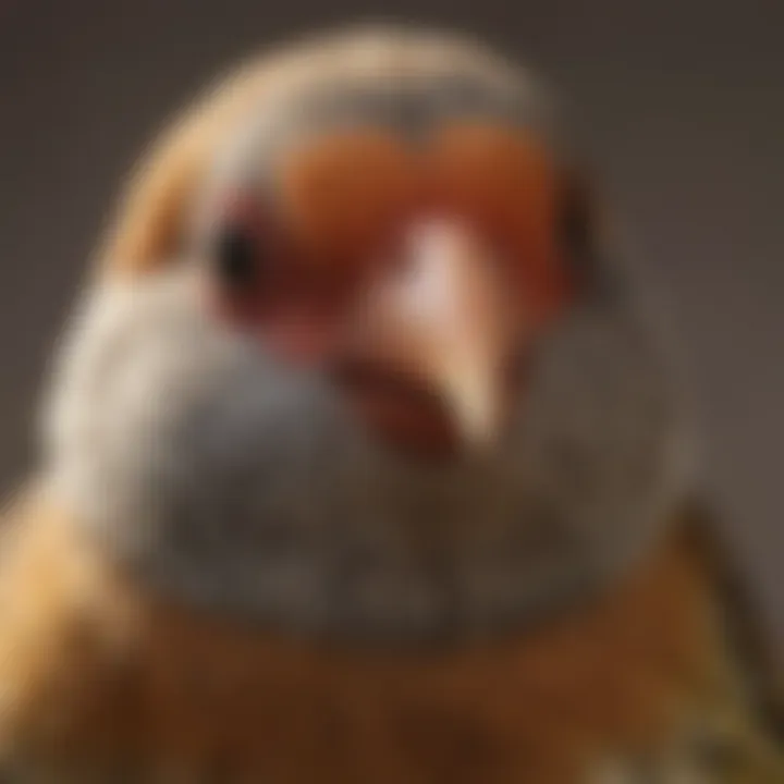 Close-up of a finch showcasing its unique beak structure