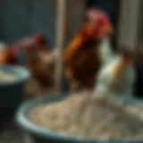 Grit in a chicken feeder