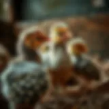 Healthy guinea fowl chicks in a nurturing environment