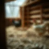 Hemp bedding spread in a chicken coop