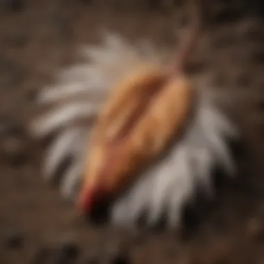 Close-up of a molting chicken's feathers on the ground