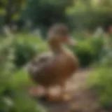 A serene garden setting with a pet duck exploring the surroundings.