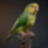 Various types of parakeet perch stands showcasing different materials and designs.