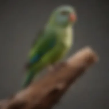 A close-up of a natural wood perch with a parakeet perched on it.
