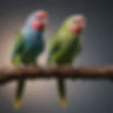 A variety of parakeet perches showcasing different materials and designs.