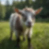 A playful pygmy goat in a lush green pasture.