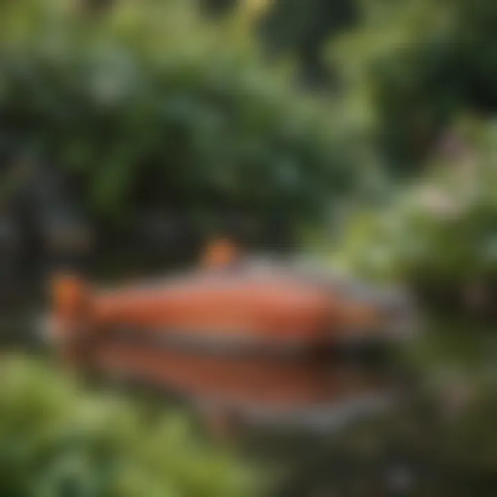 Salmon Faverolles in a peaceful backyard setting