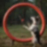 Dog interacting with a target stick during training
