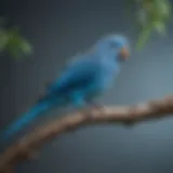 A vibrant blue parakeet perched on a branch, showcasing its distinct feather patterns