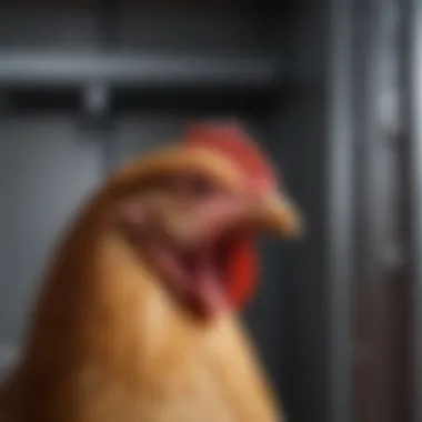 Automatic Mechanism of a Chicken Pop Door Close-up view of an automatic chicken pop door mechanism