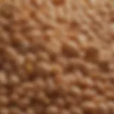 Variety of grains used in chicken feed