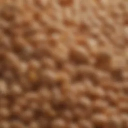 Variety of grains used in chicken feed