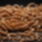 Varieties of Mealworms