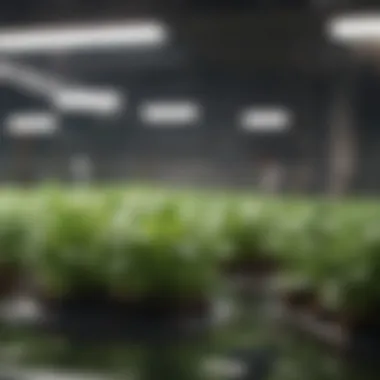 Nutrient Solutions for Optimal Growth Close-up of nutrient solutions used in hydroponics
