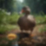 A diverse selection of duck food sources including seeds, grains, and aquatic plants.