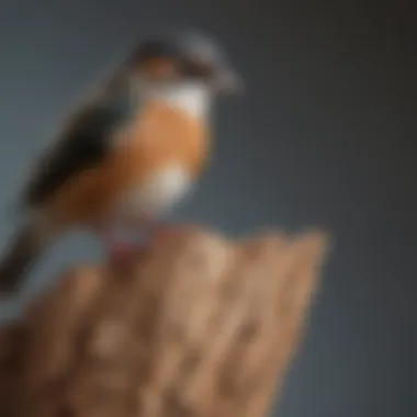 Close-up of a natural wood perch, demonstrating the benefits of texture for small birds' feet.