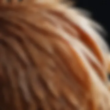 Close-up of a chicken's feathers shedding