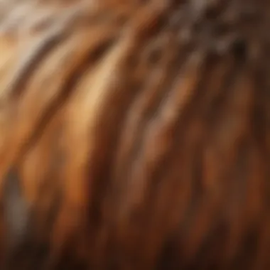 Before and after comparison of a chicken's feather coat