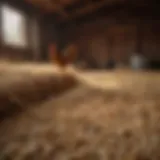 Hemp straw bedding in a chicken coop