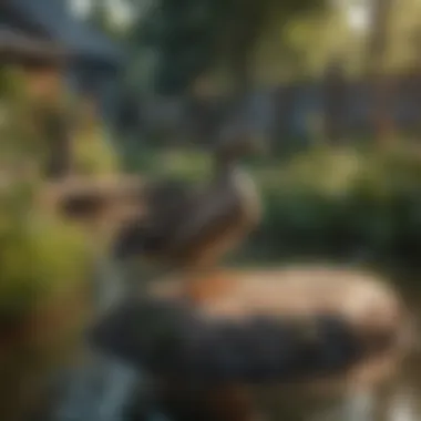 A backyard setup suitable for keeping ducks as pets