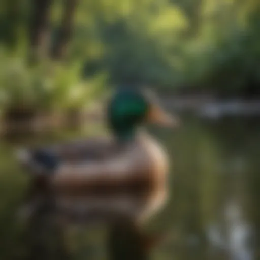 A variety of duck breeds displayed in a serene outdoor setting