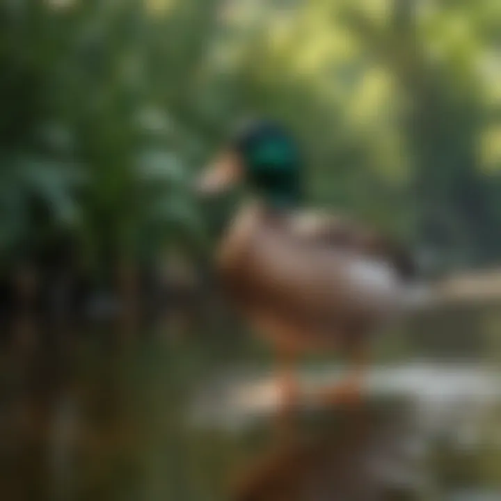A checklist of legal considerations for owning ducks