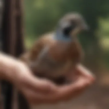 A close-up of a quail being handled gently