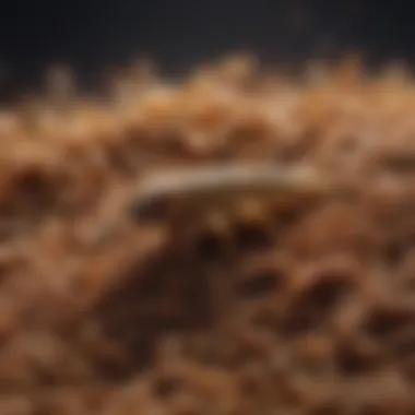 Online Shopping for Mealworms An online shopping cart filled with mealworm products.