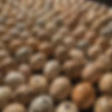 A local market stall filled with fresh quail eggs, highlighting local sourcing options for pet owners.