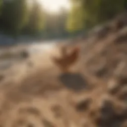 Natural river sand ideal for chicken coops