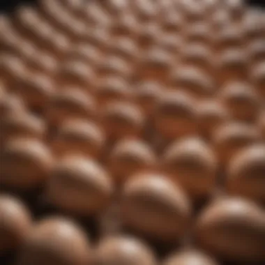 Close-up of wild turkey eggs during incubation