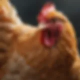 Close-up of a chicken with a healthy, vibrant plumage indicating good health.