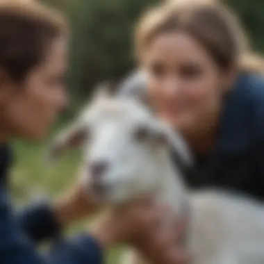 A goat owner administering medication